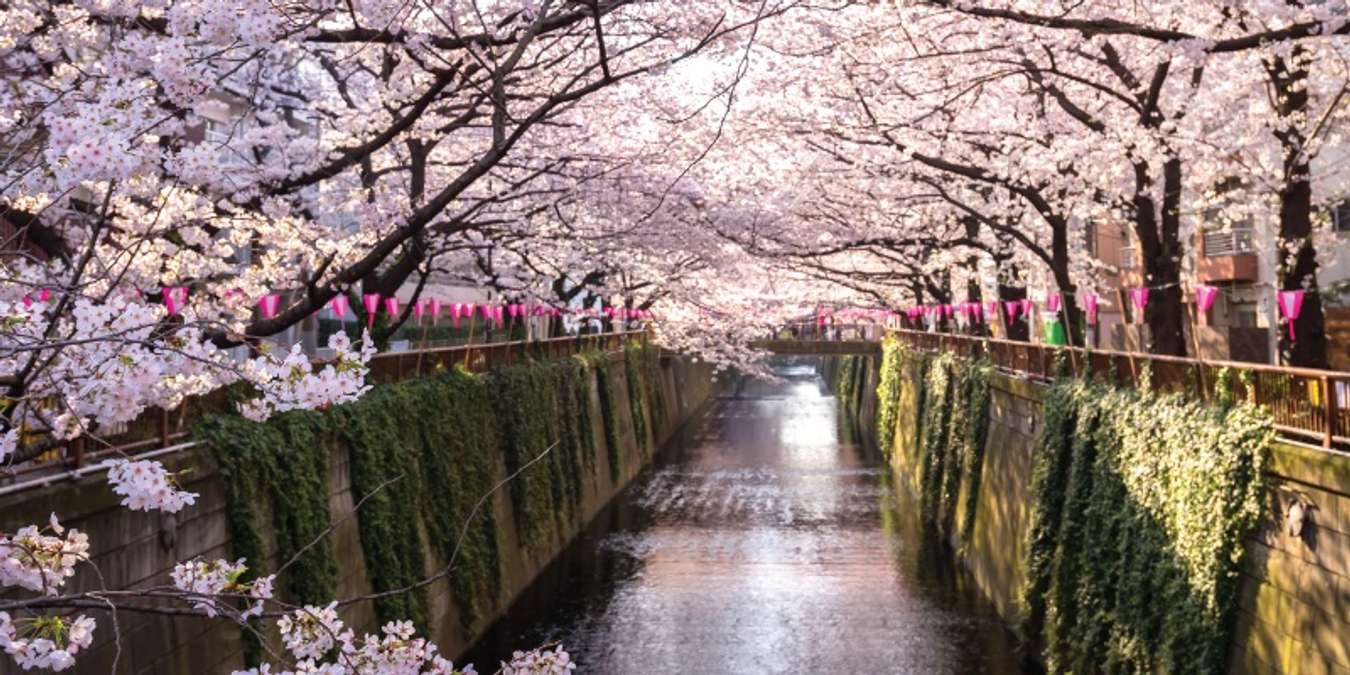 Cherry blossoms at Meguro River Tokyo