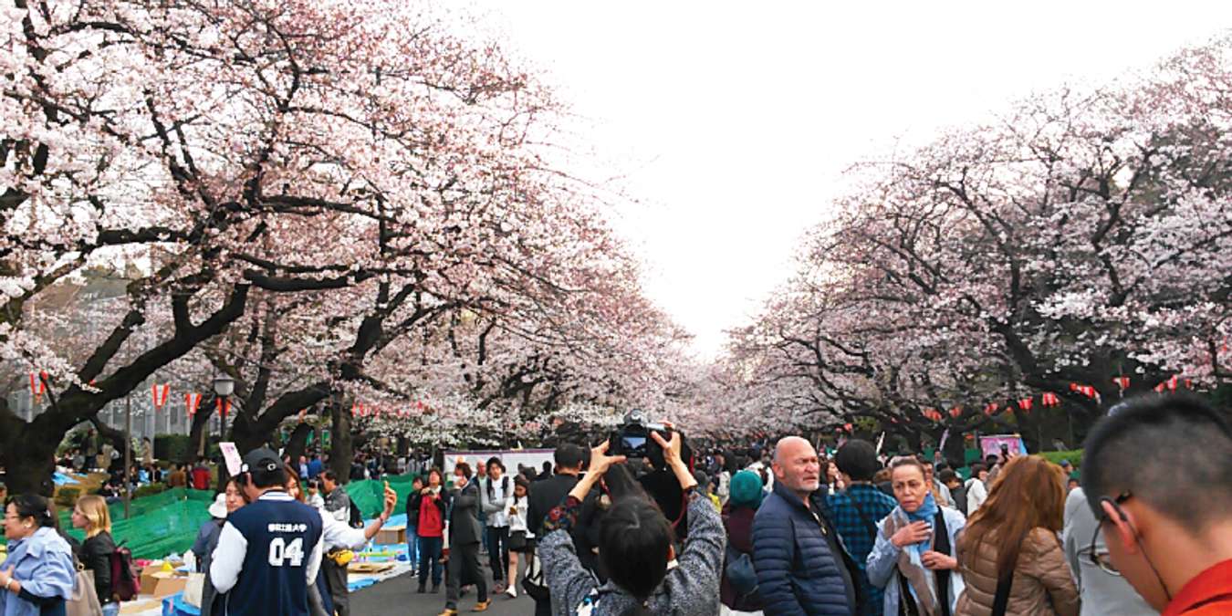 Visit Japan on your preferred season to fully enjoy the experience. (Carlo Suerte Felipe)