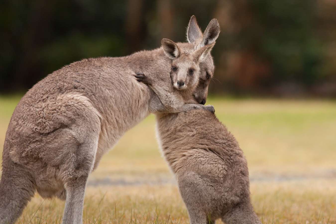 Australia's cute kangaroos