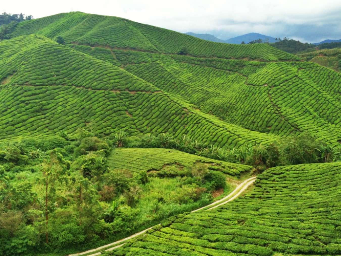 CAMERON-HIGHLANDS