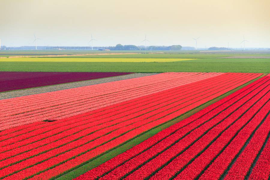 Spoorbuurt tulip fields
