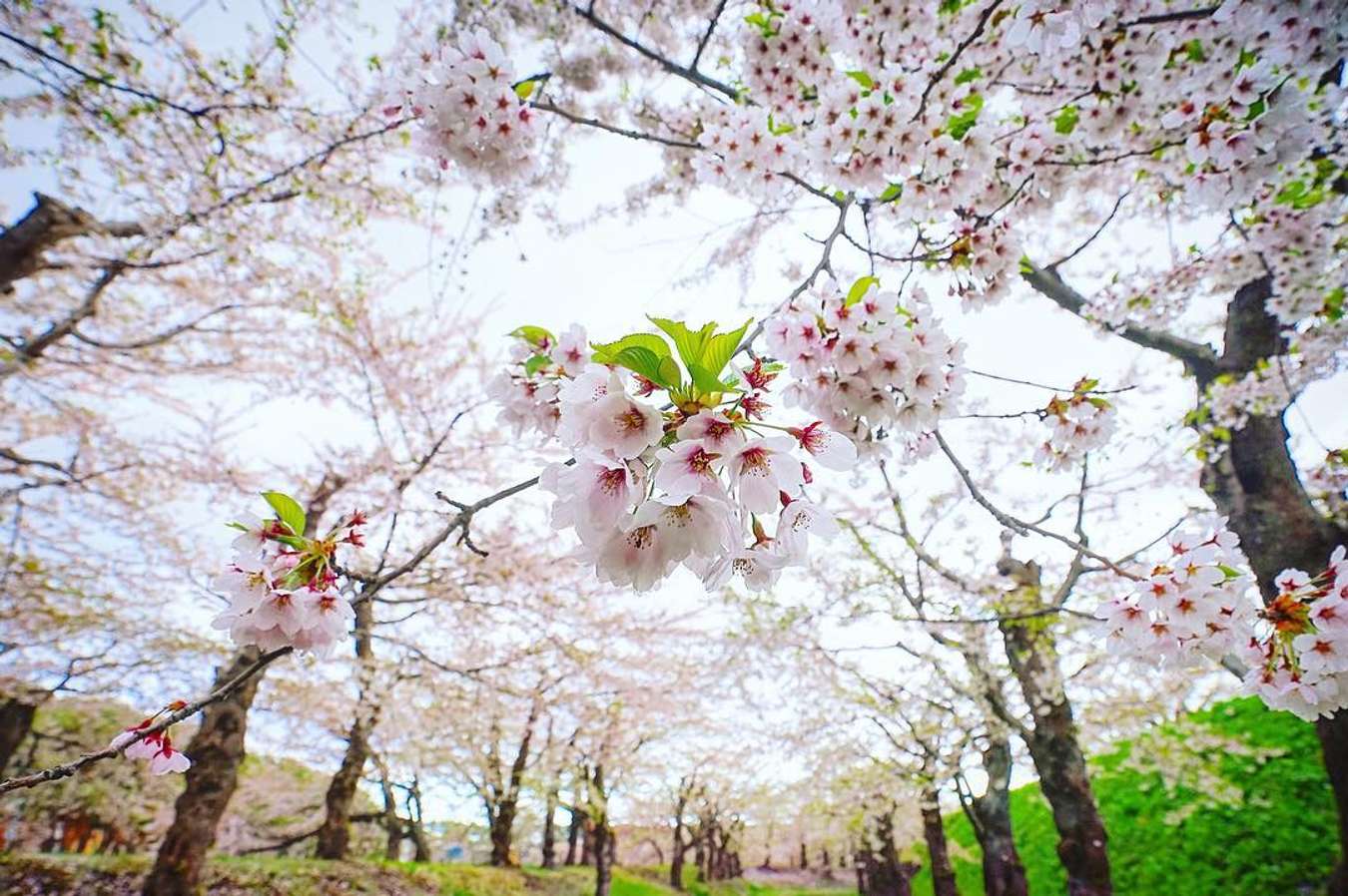 4 địa điểm ngắm hoa anh đào ở Nhật không thể đẹp hơn