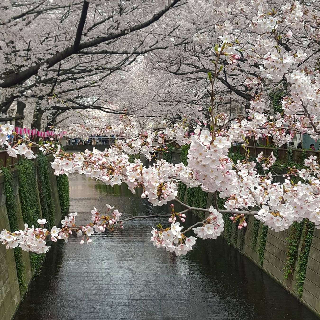 Nhật Bản là quốc gia nổi tiếng với vẻ đẹp của hoa anh đào và có những địa điểm ngắm hoa anh đào đặc biệt khiến cho người ta đổ rất nhiều tâm huyết. Hãy cùng nhau tham quan những khu vườn hoa anh đào ở Kyoto, Tokyo, Nagoya và Hokkaido và một số địa điểm khác, và cảm nhận vẻ đẹp tuyệt vời của những cây hoa anh đào huyền thoại.
