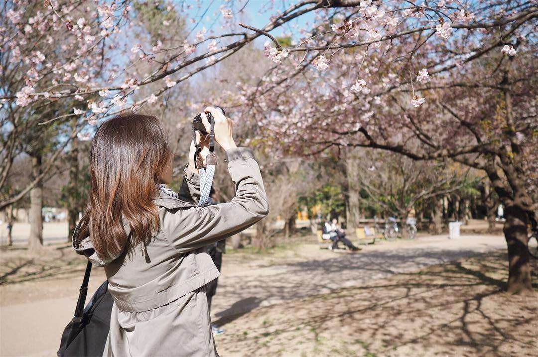 Loạt ảnh hoa anh đào đẹp như tiên cảnh khiến du khách muốn đến Nhật Bản  ngay lập tức – wifidulich.com.vn