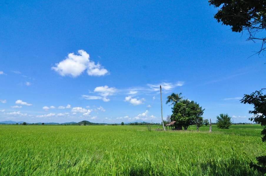 Kedah paddy field