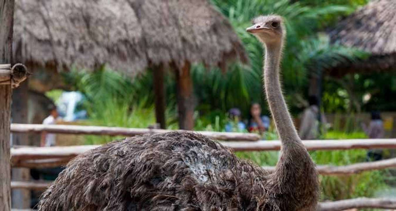 Ostrich in Paradizoo