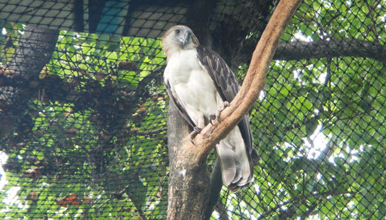 Philippine-Eagle