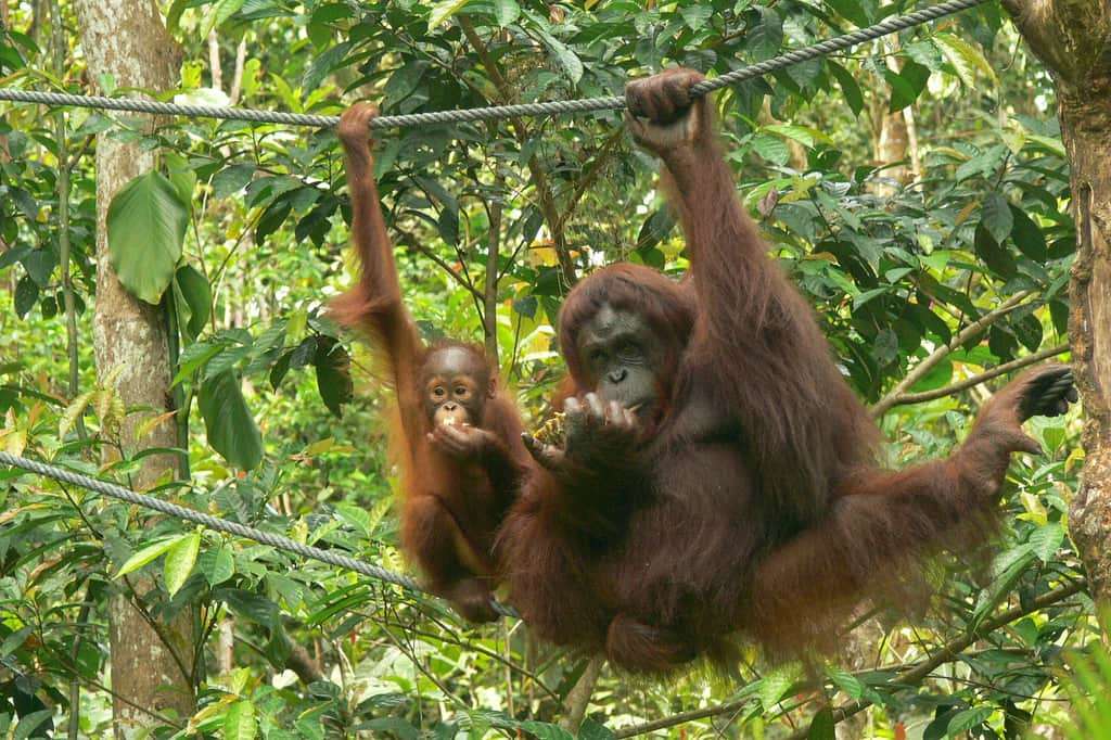 Headed for the Rainforest World Music Festival in Kuching? Here 