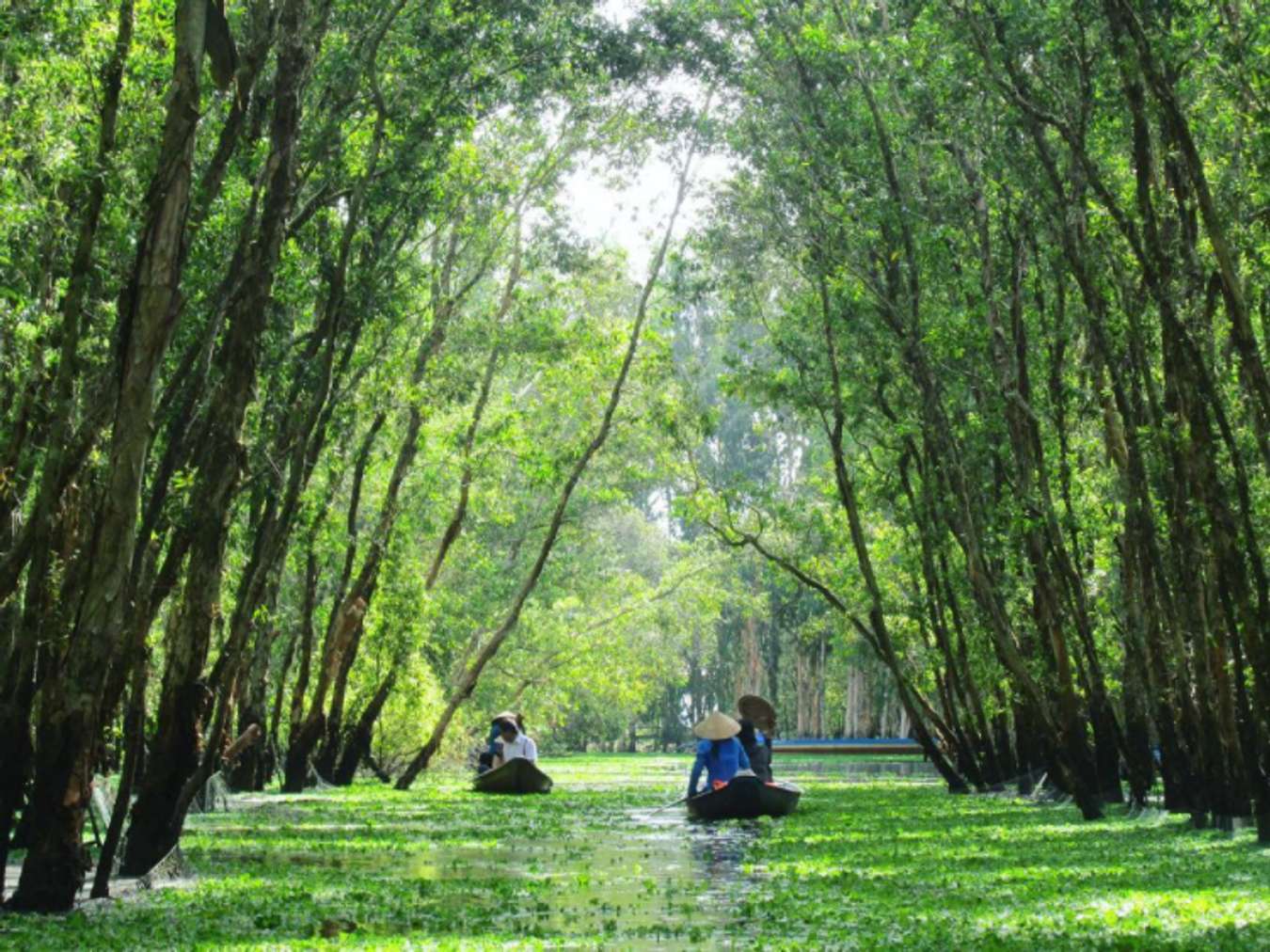 Về rừng tràm Trà Sư, đắm chìm trong không gian “xanh mướt mắt”