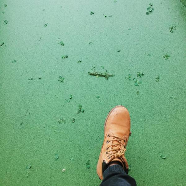 Đắm chìm trong không gian “xanh mướt mắt” của Rừng Tràm Trà Sư