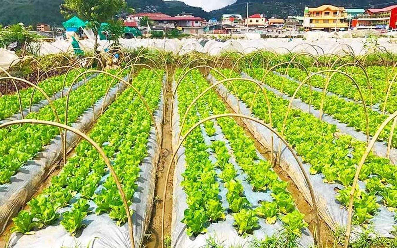 La Trinidad Strawberry Fields