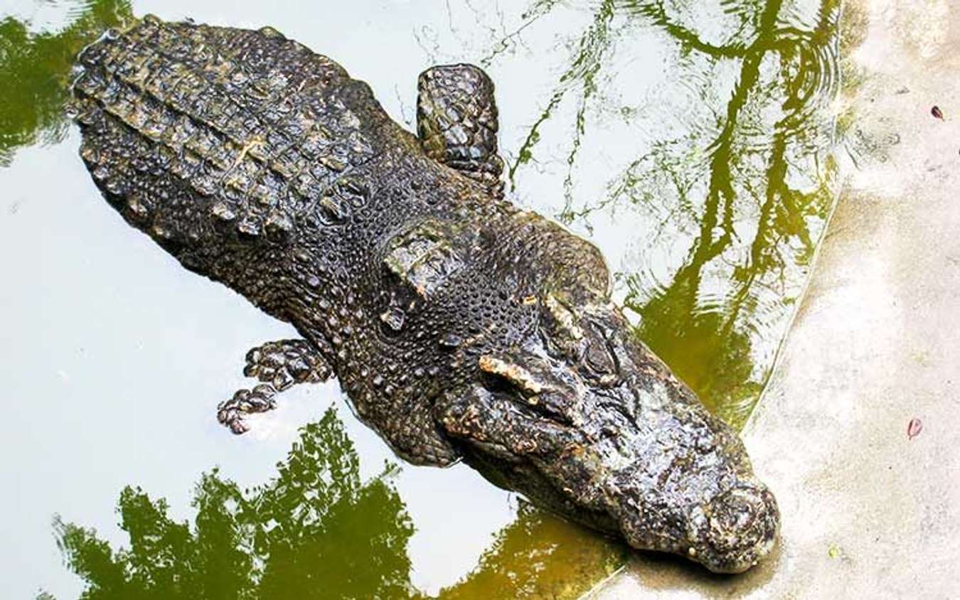 things to do in bangkok for free Crocodiles