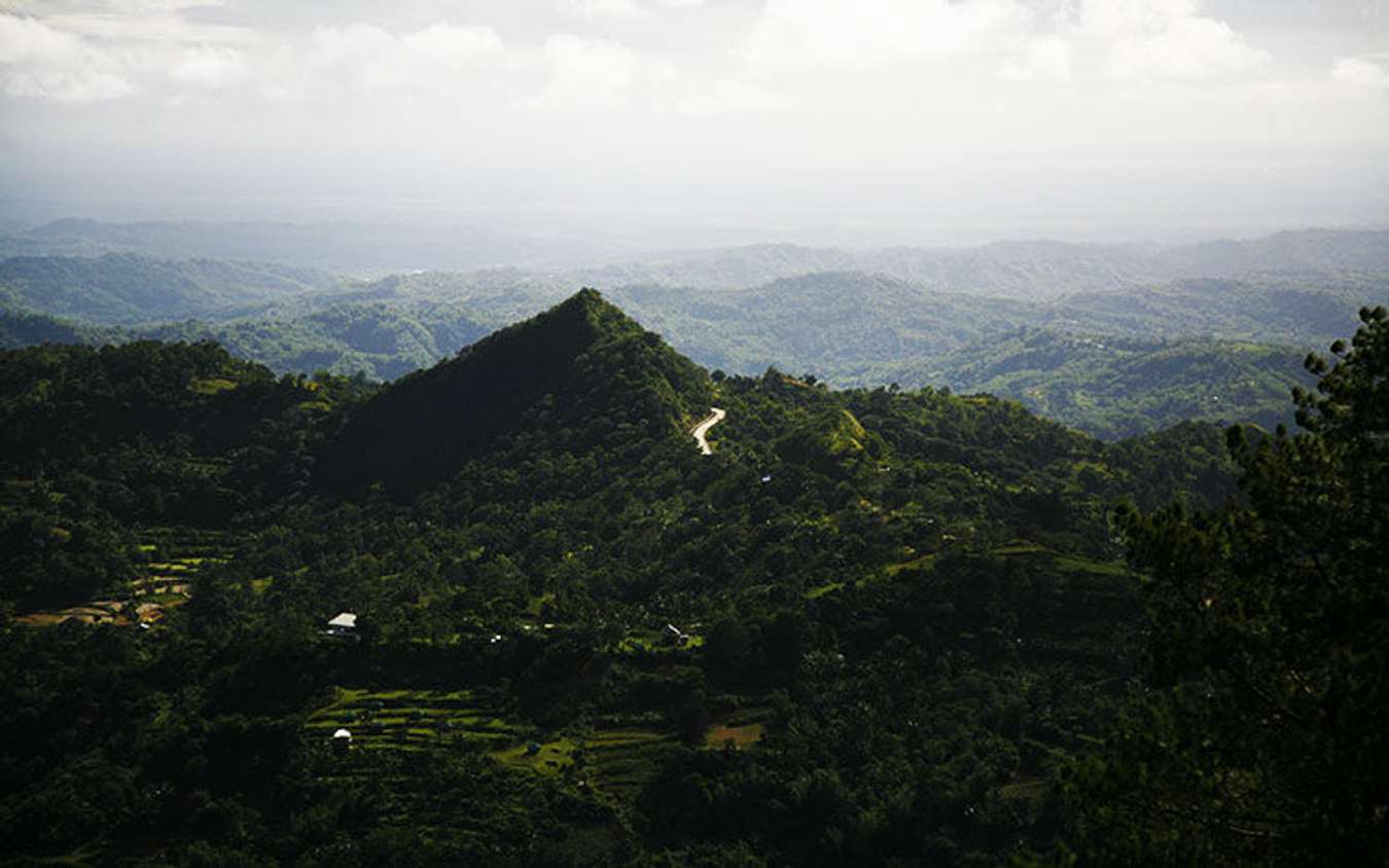 Bucari Pine Forest