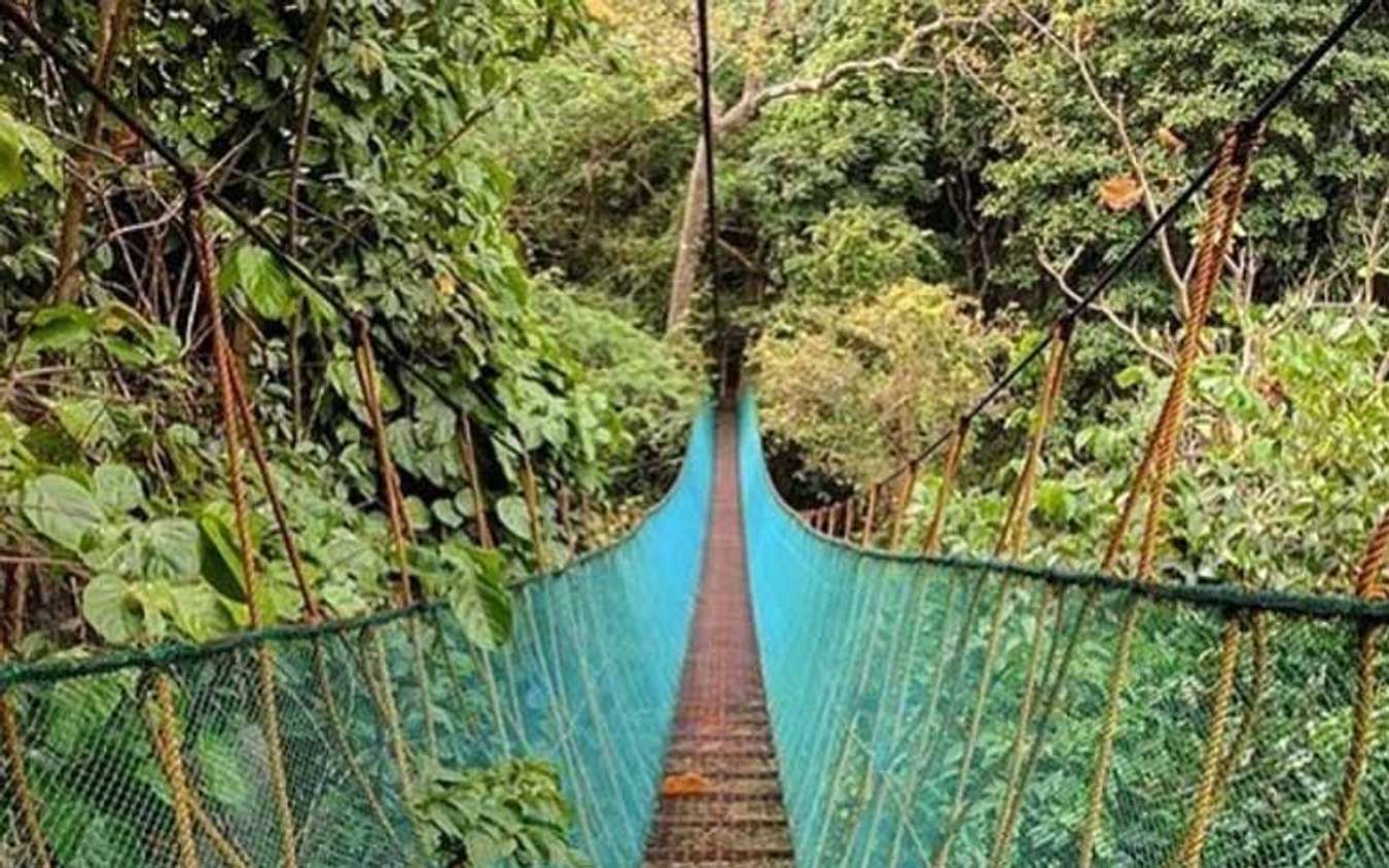 Canopy Walk El Nido