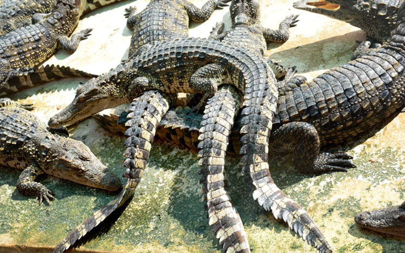 Crocodile farm Davao