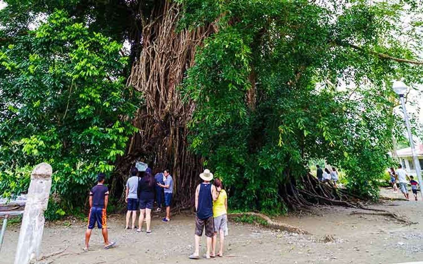 Millenium Balete Tree