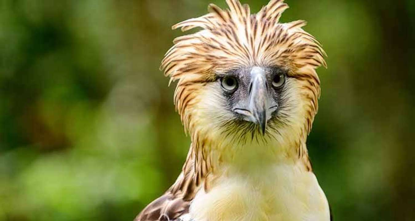 Philippine Eagle Center Davao