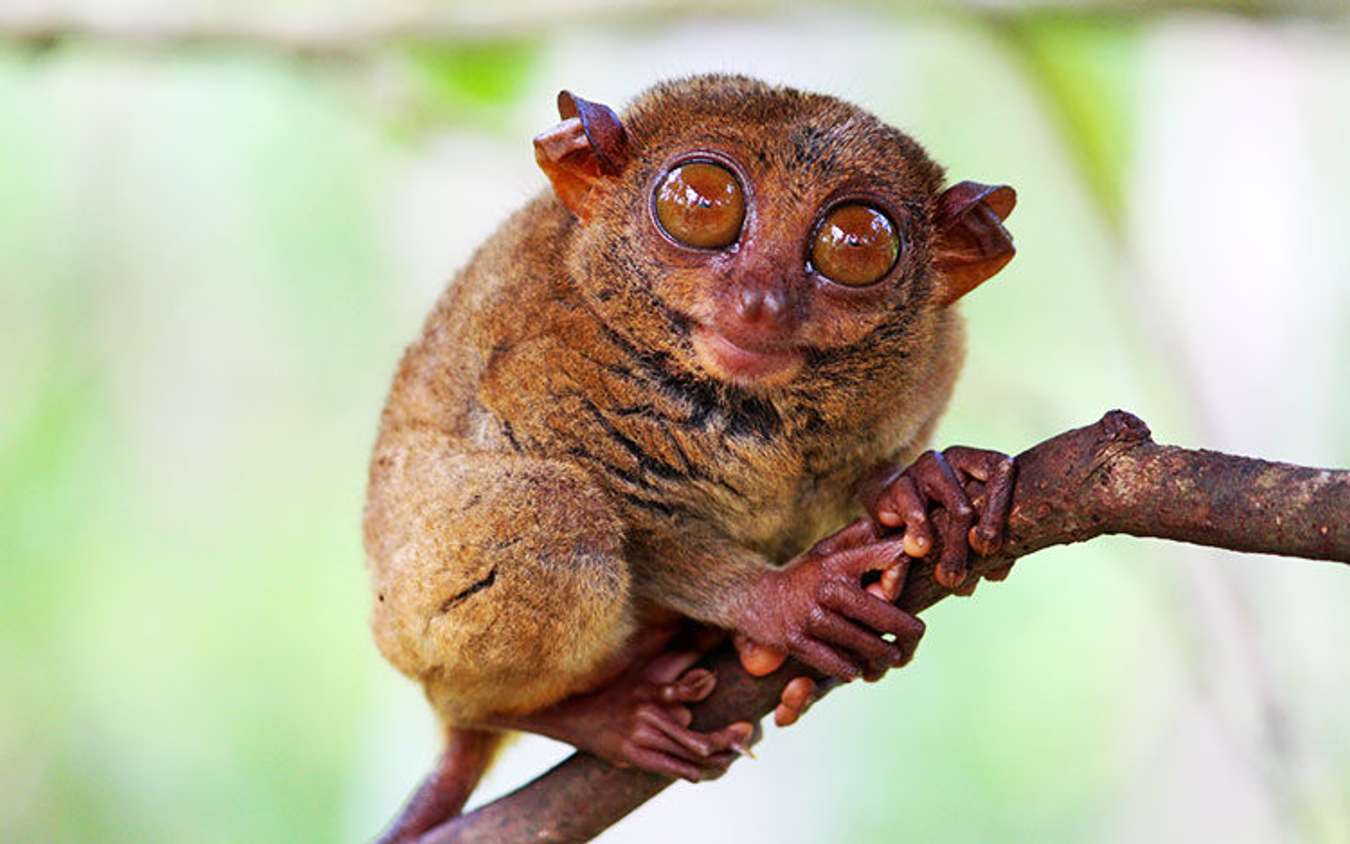 Philippine Tarsier and Wildlife Sancuary