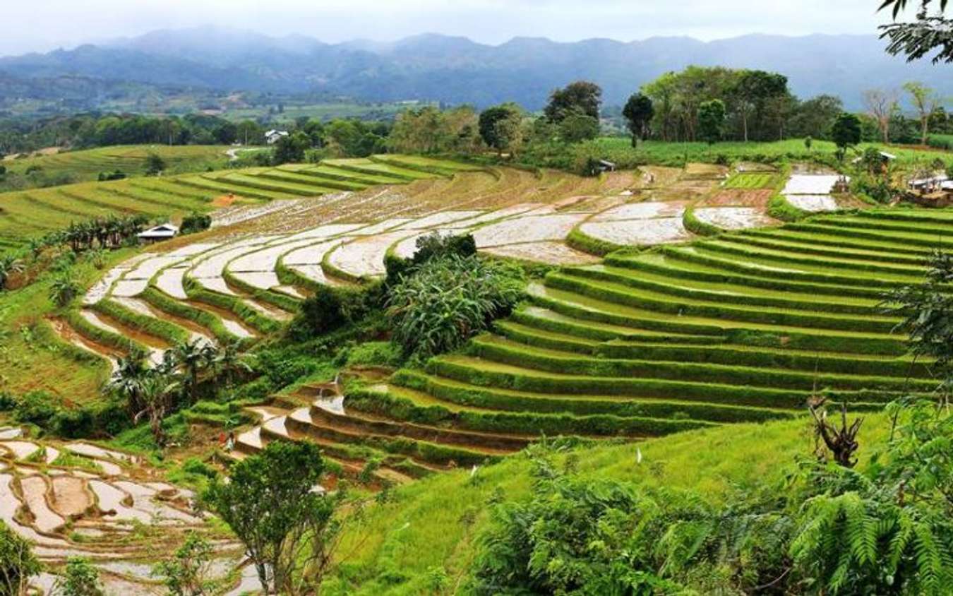 codcod rice terraces