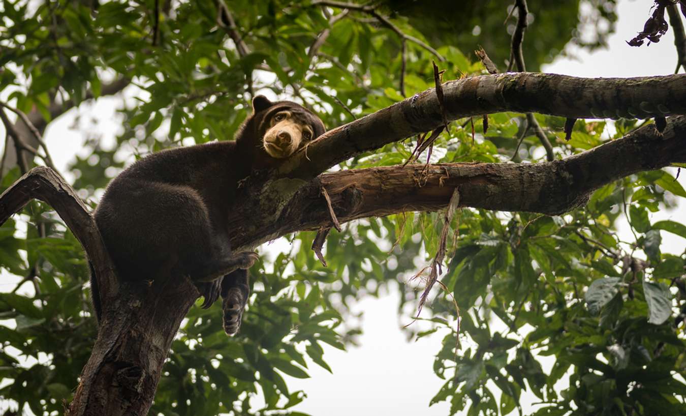 Bornean Sun Bear Conservation Center