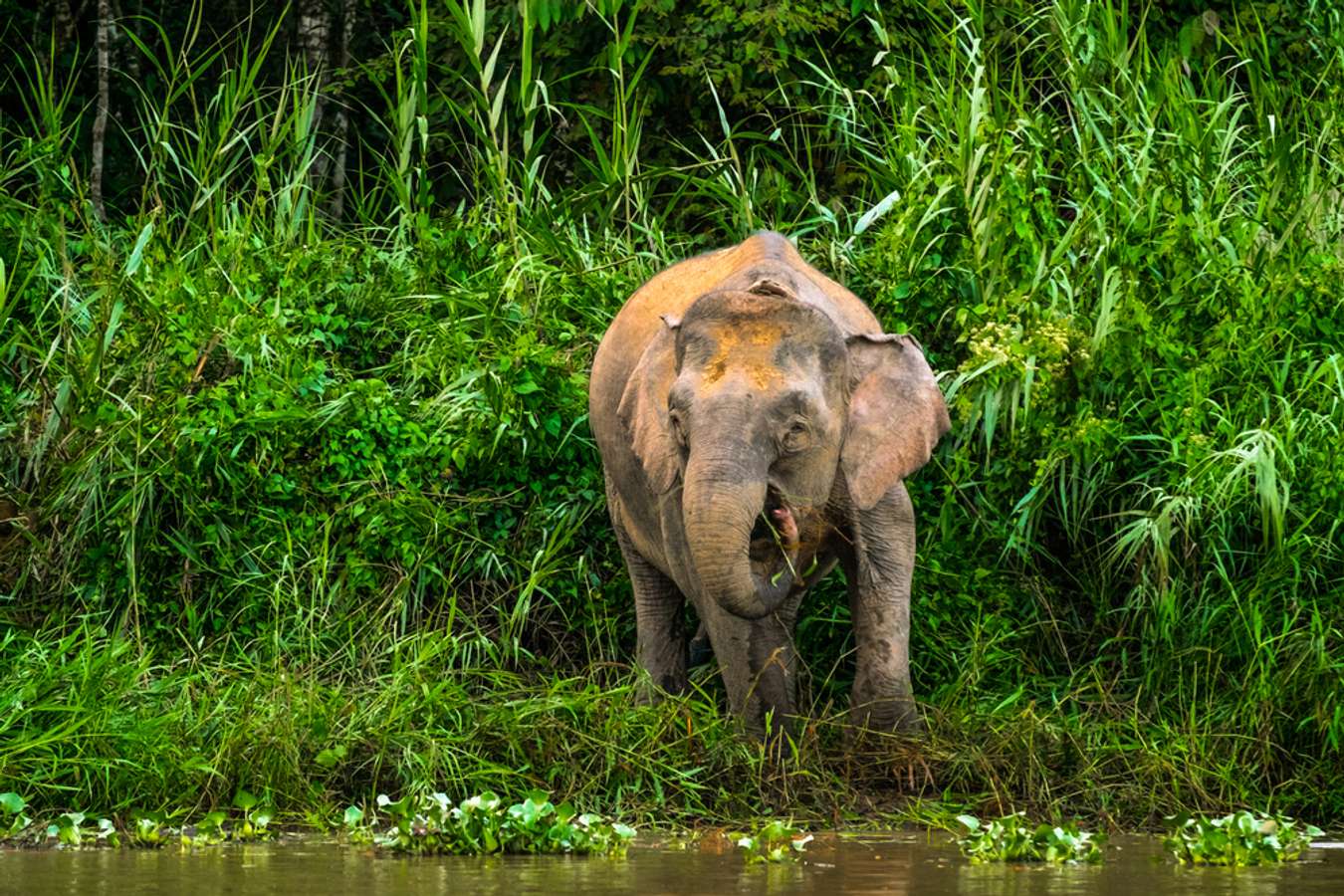 Kinabatangan Wildlife Sanctuary