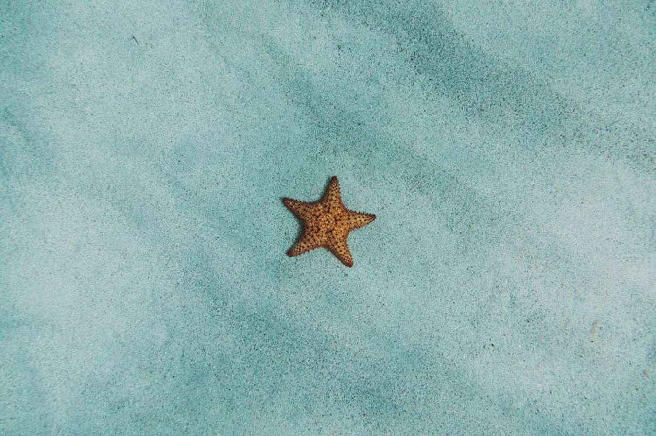 Starfish Island Puerto Princesa