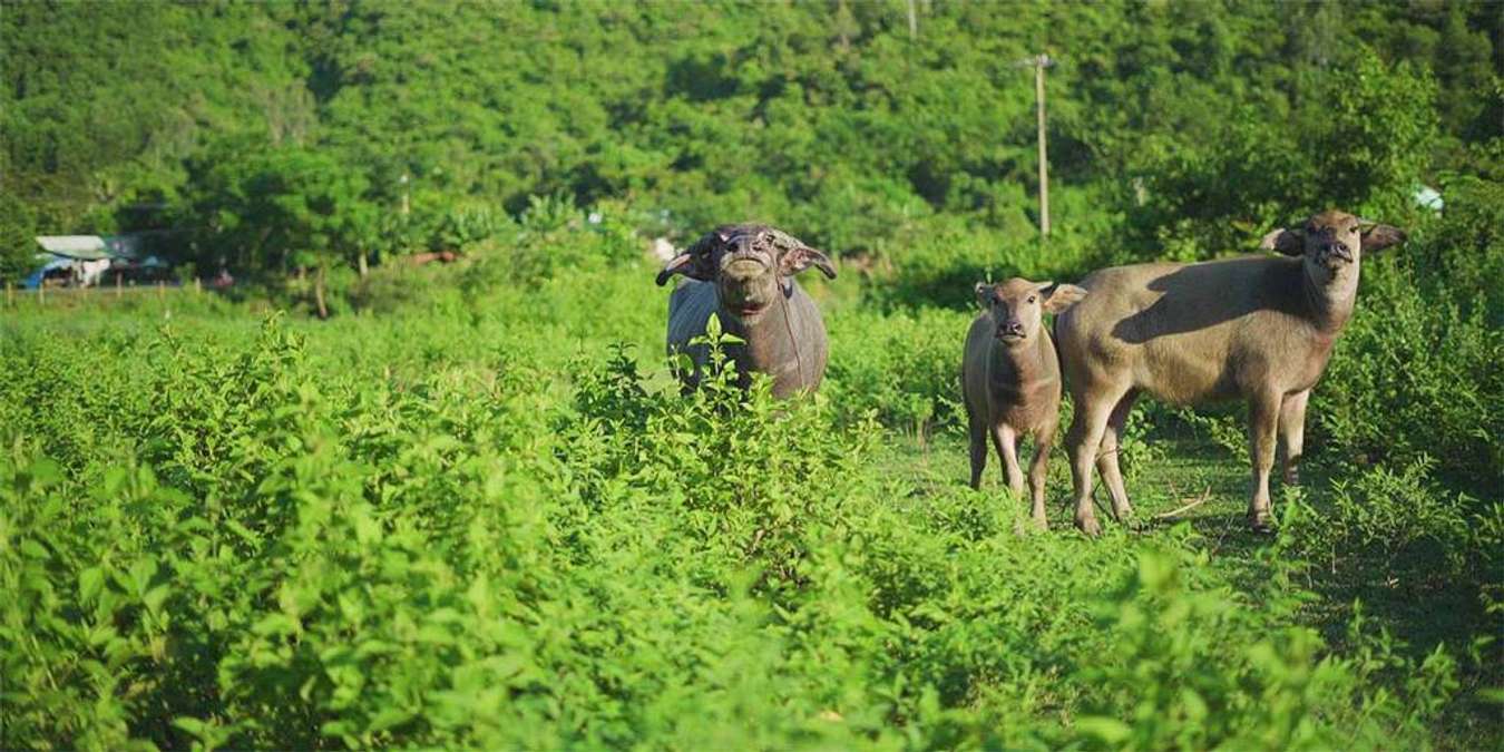 Đi Đà Nẵng để cảm nhận một thành phố thật khác - Traveloka Golocal 