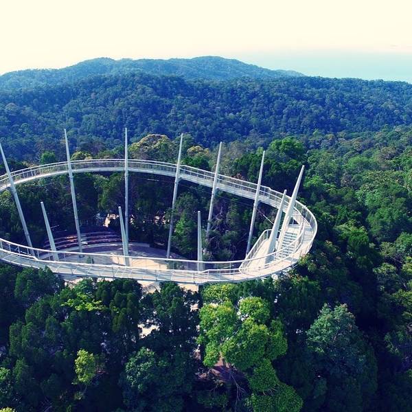 Curtis Crest Tree Top Walk