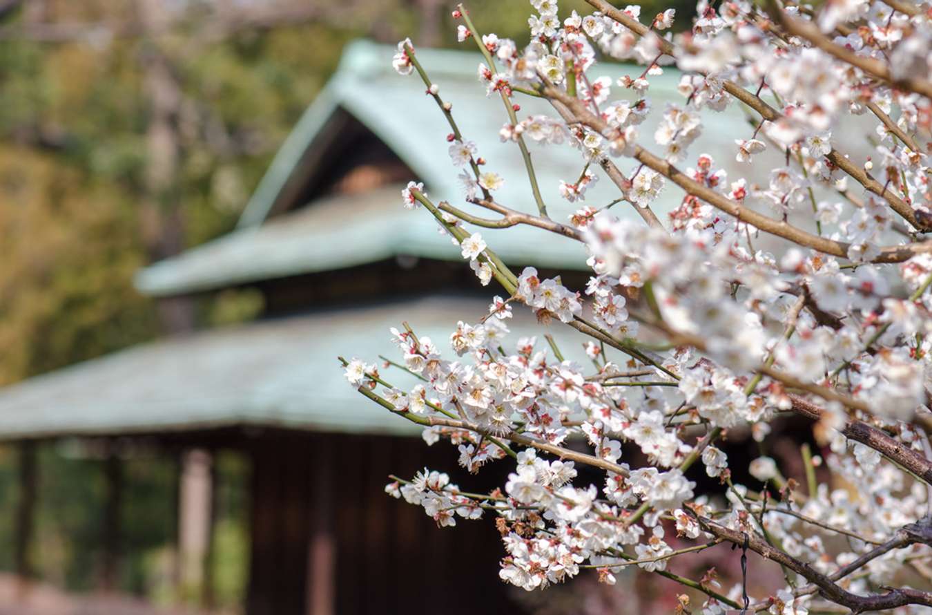 Tokyo – Ume Tree