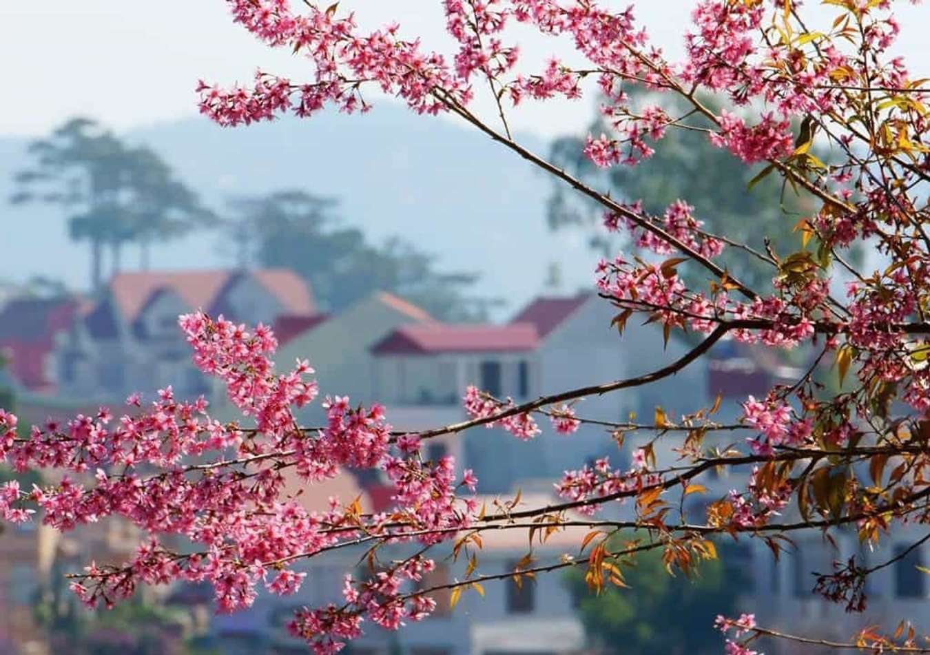 Lên Đà Lạt check-in những con đường mai anh đào rực rỡ