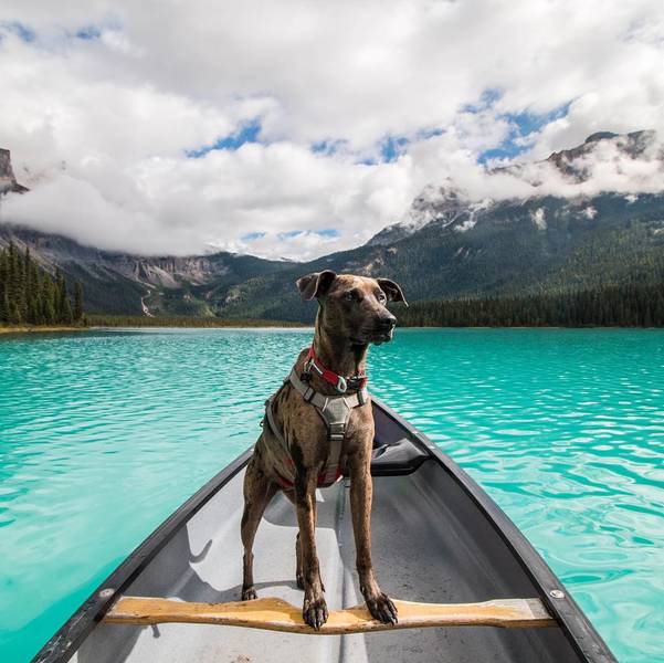 Kahlua the Catahoula Leopard Dog
