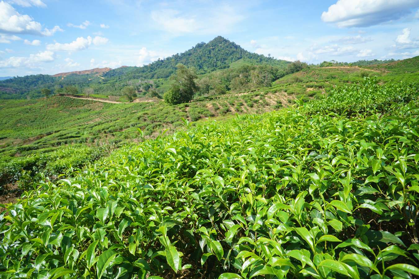 Sabah Tea Garden