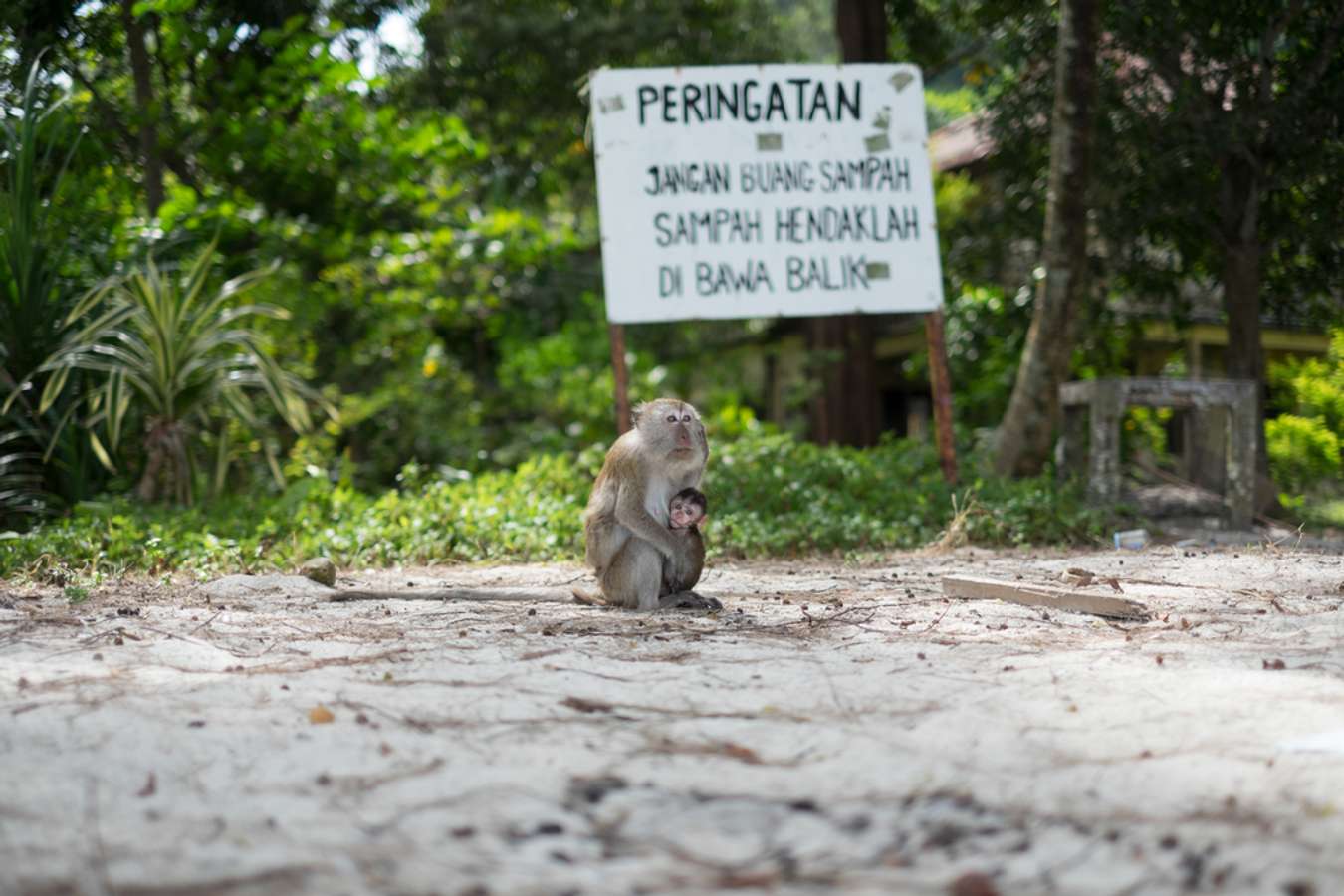 Monkey Beach