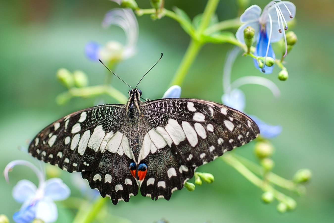 Butterfly Farm