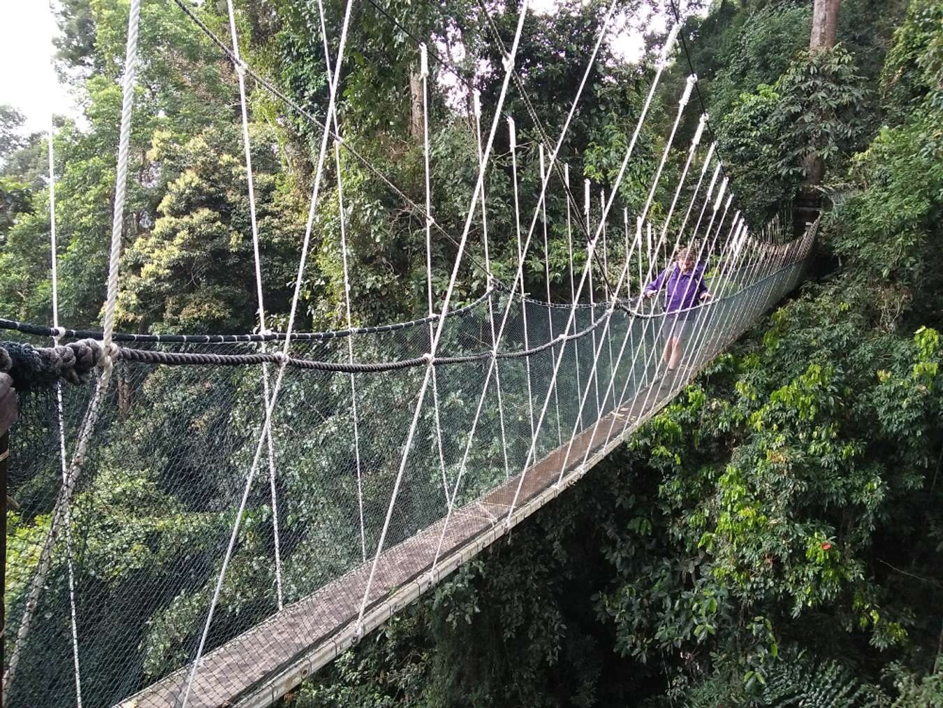 Canopy Walkway