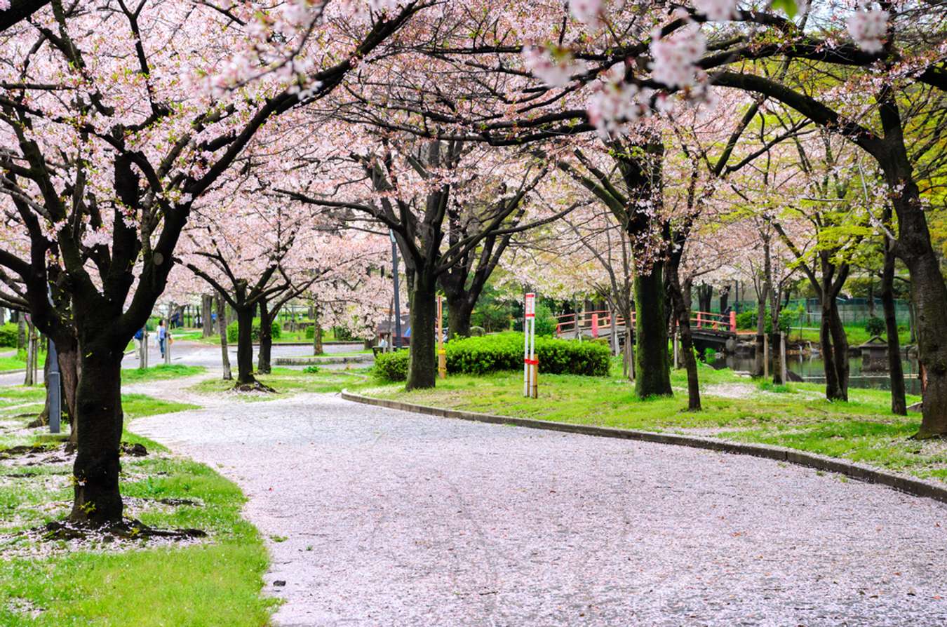 Kema Sakuranomiya Park