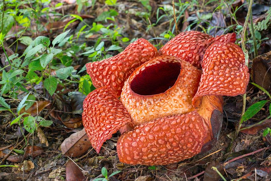 Rafflesia Garden