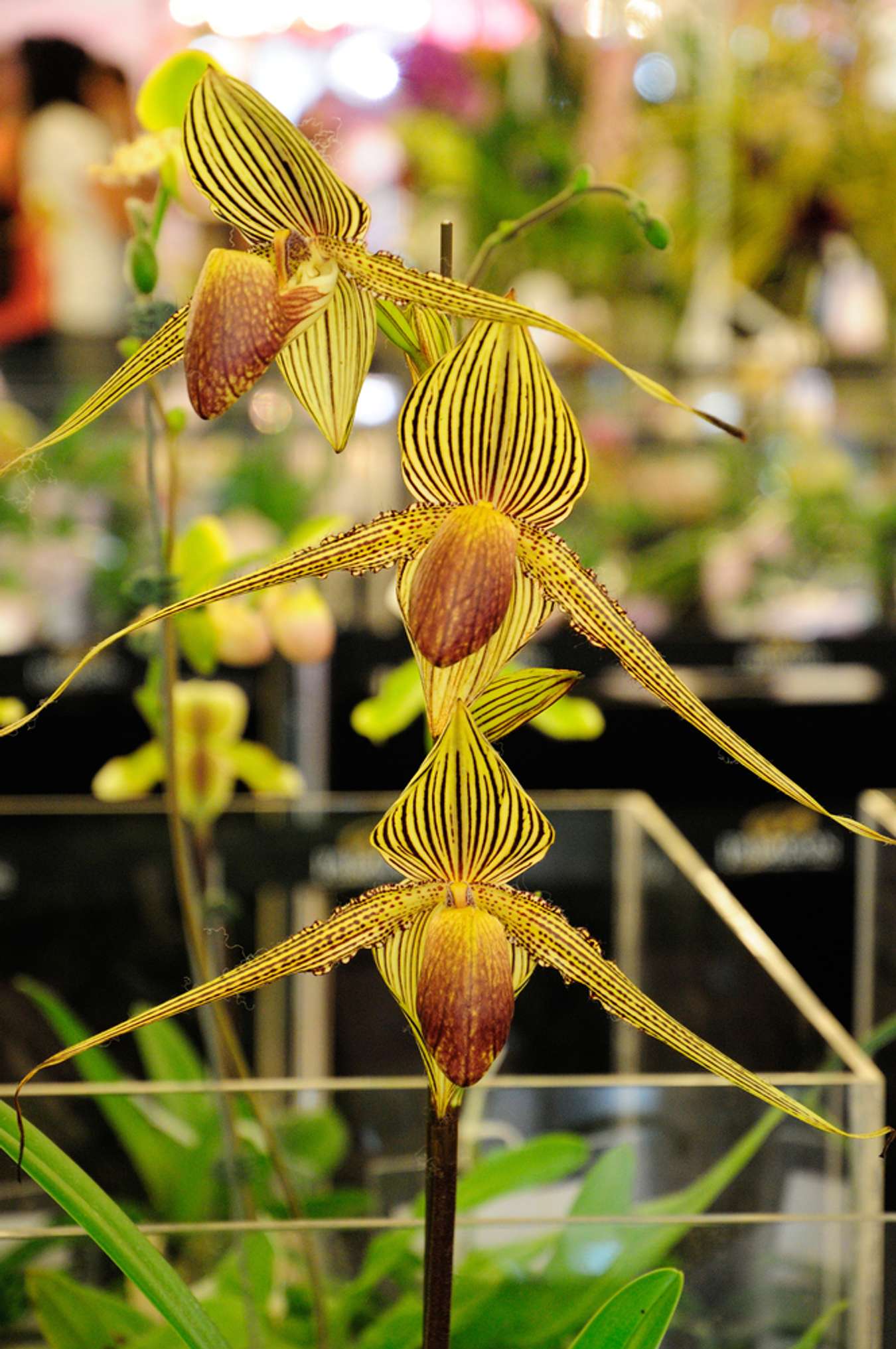 Rothschild's Slipper Orchid