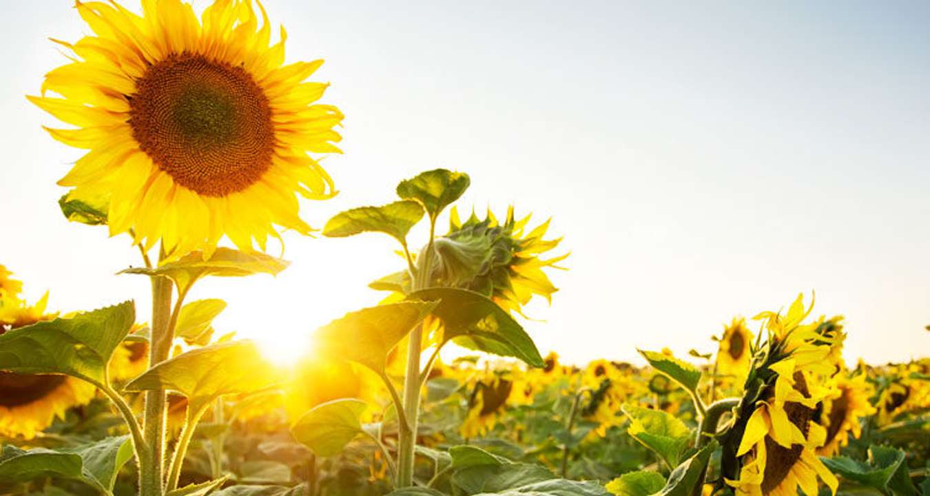 Sunflower Maze