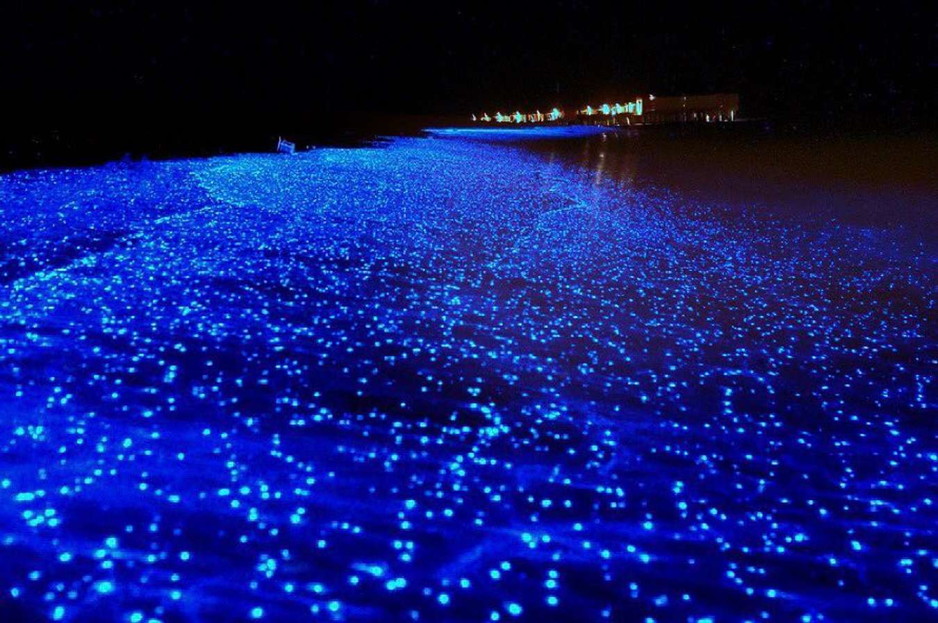 8 bioluminescent bays and beaches that will leave you spellbound