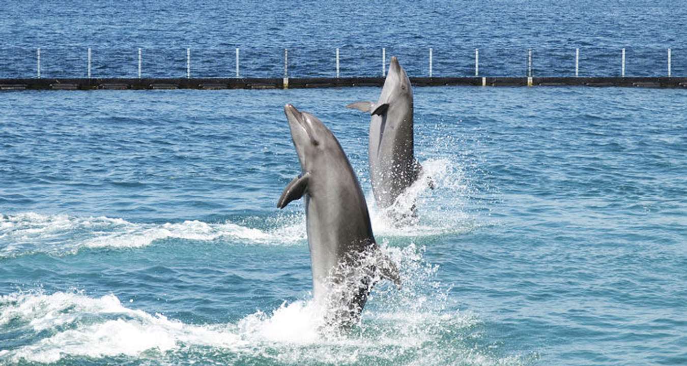 Ocean Adventure Subic