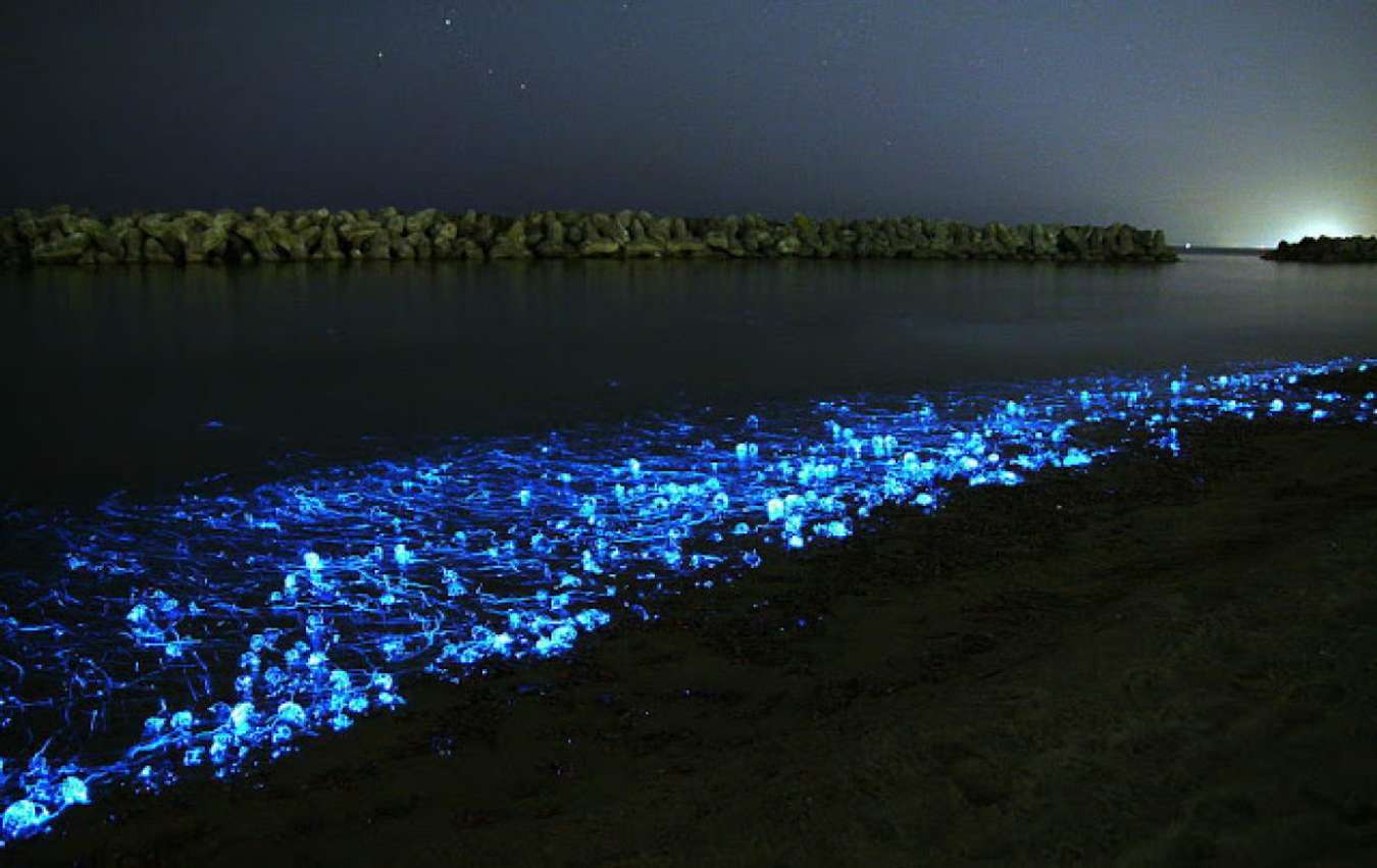 планктон в реке