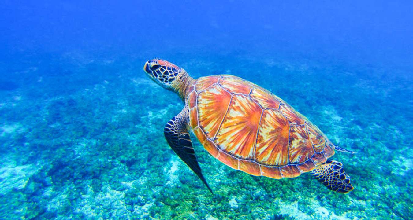 Apo Island