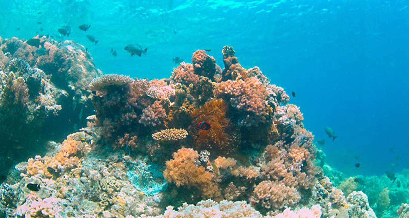 Apo Reef