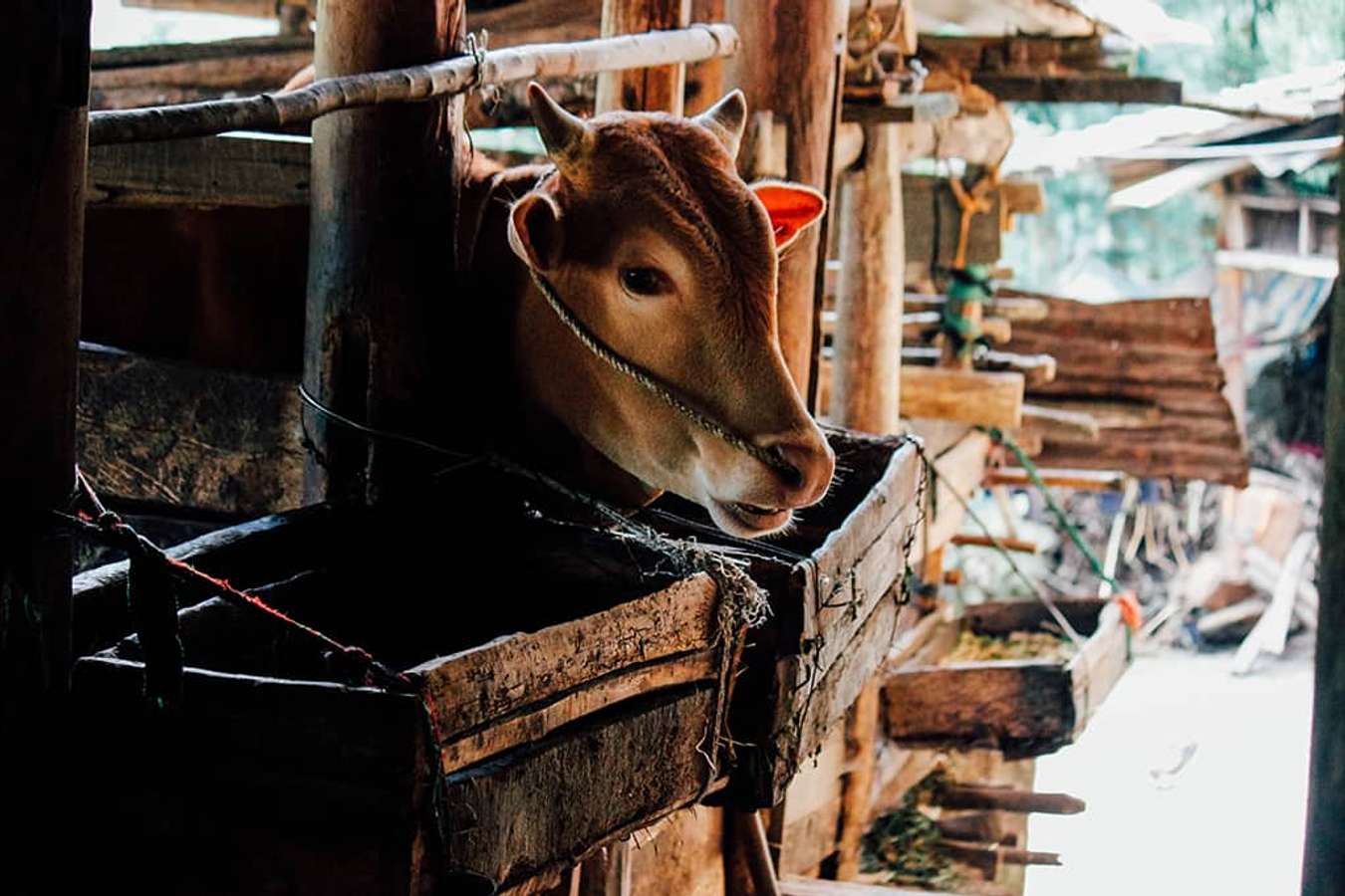 Nhà của Pao - Các điểm du lịch Hà Giang 