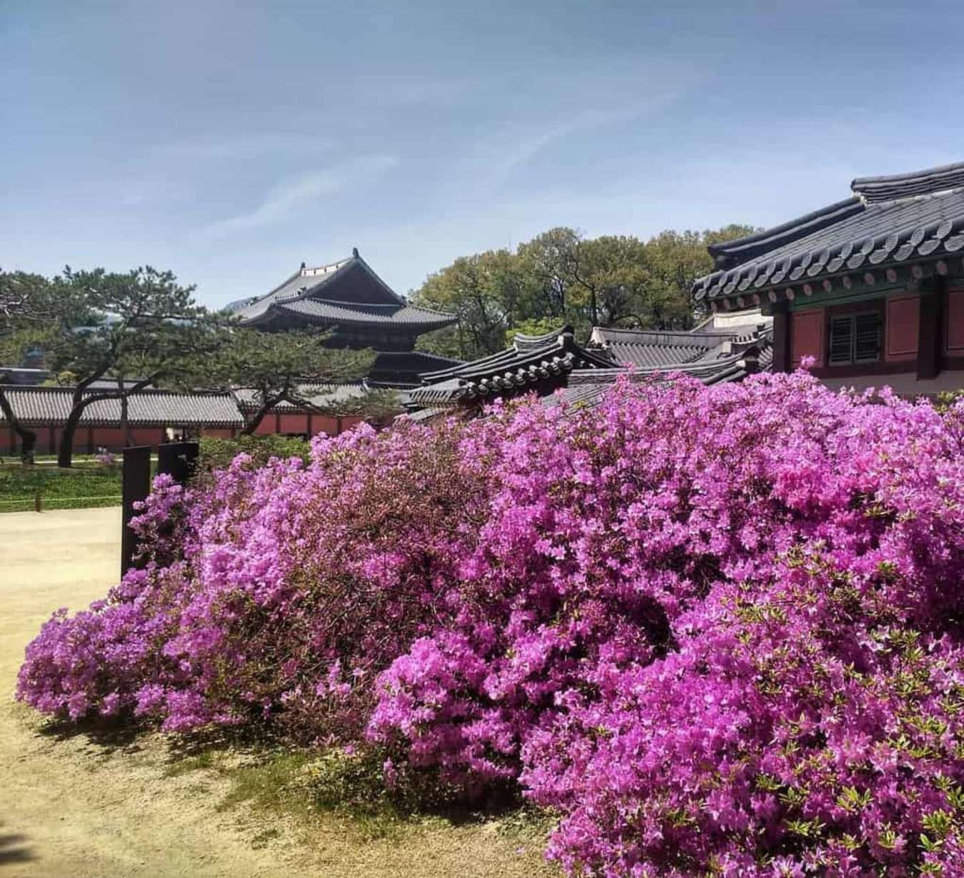 du lịch Hàn quốc tự túc-cung điện Changdeokgung