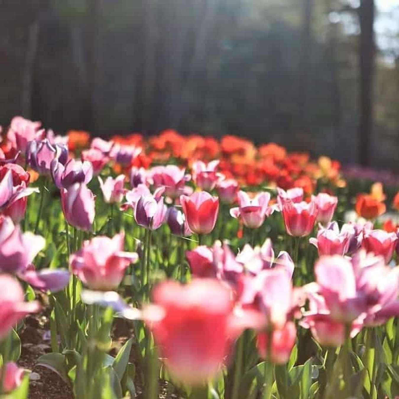 du lịch Hàn quốc tự túc-The Garden of Morning Calm