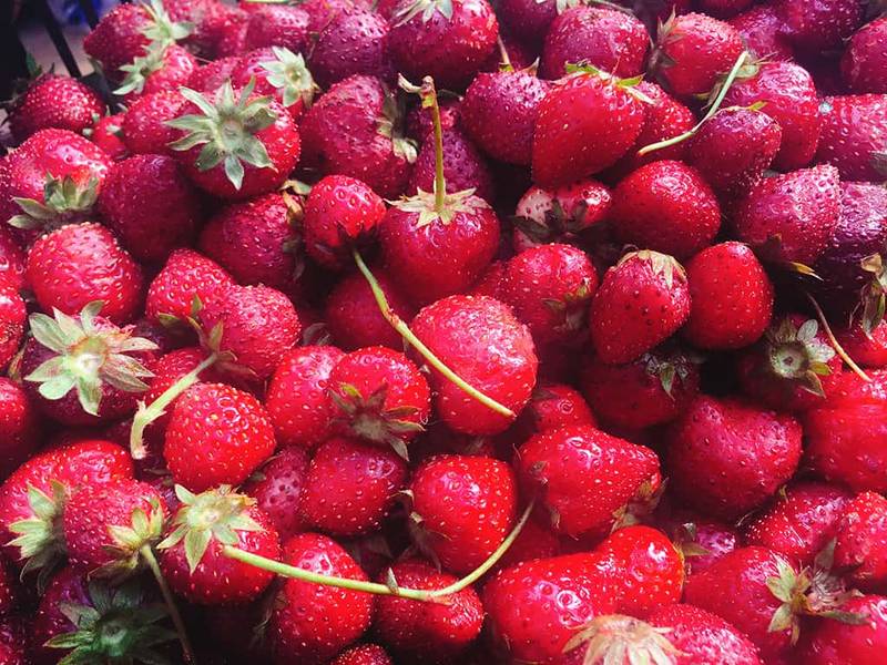 du lịch mộc châu 2 ngày-vườn dâu tây chimi farm