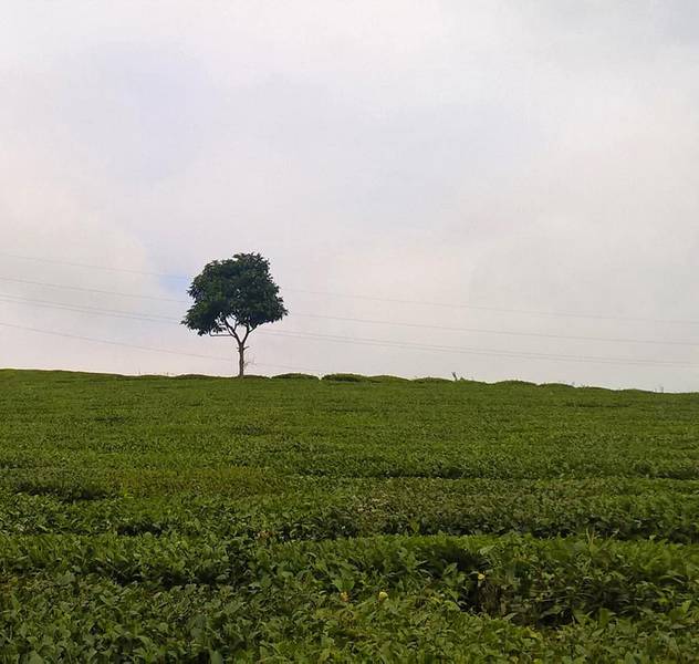 du lịch mộc châu 2 ngày-đồi chè cổ thụ