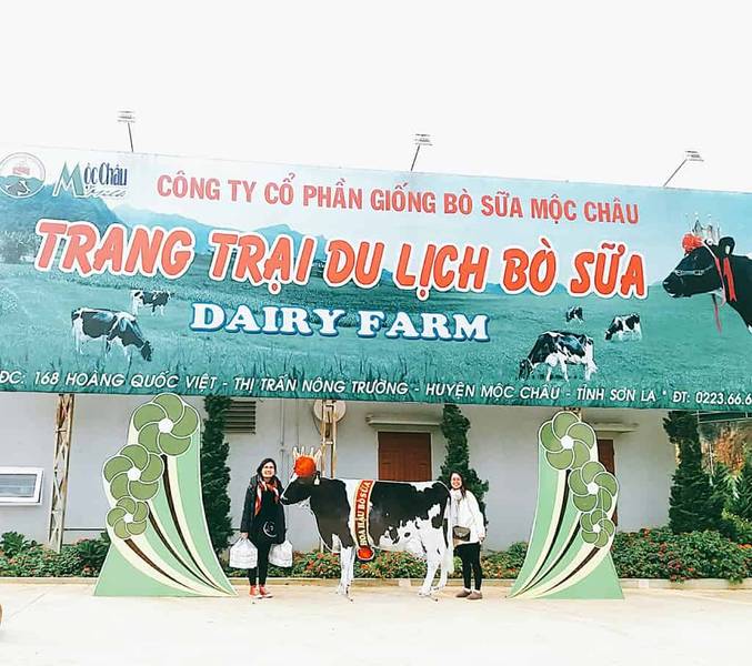 du lịch mộc châu 2 ngày-trang trại bò sữa dairy farm